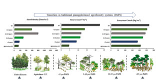 Pineapple agroforestry could help tackle climate change and biodiversity loss Pineapple agroforestry could help tackle climate change and biodiversity loss