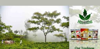 Remarkable perception-based venture – Havintha Remarkable perception-based venture – Havintha