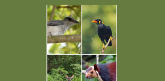 Barbara: Where Giant Squirrels & Cuckooshrikes rule Barbara: Where Giant Squirrels & Cuckooshrikes rule