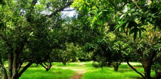 Getfarms: Trailblazing Agriculture Transformation and Unveiling Exciting Greener Tomorrow