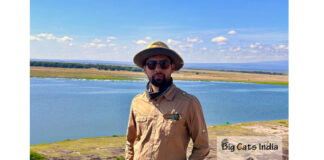 From Himalayas to Savannah: My Journey Across the World’s Big Cat Kingdoms